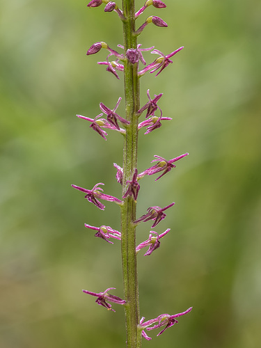 Malaxis porphyrea (Purple Malaxis orchid)