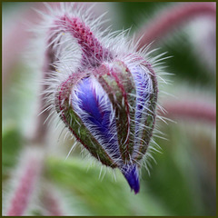 Coeur de bourrache