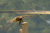 Four-spotted Chaser-DSA 6346