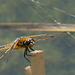 Four-spotted Chaser-DSA 6346