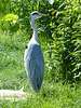 Grey Heron (1) - 21 May 2019