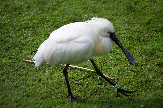 Spoonbill (1)