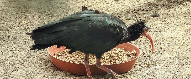 20190901 5617CPw [D~VR] Waldrapp, Vogelpark Marlow