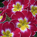 More polyanthus colour