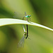 Das kunstvolle Kopulationsrad der Libellen -  The artistic copulatory wheel of the dragonflies - PiP