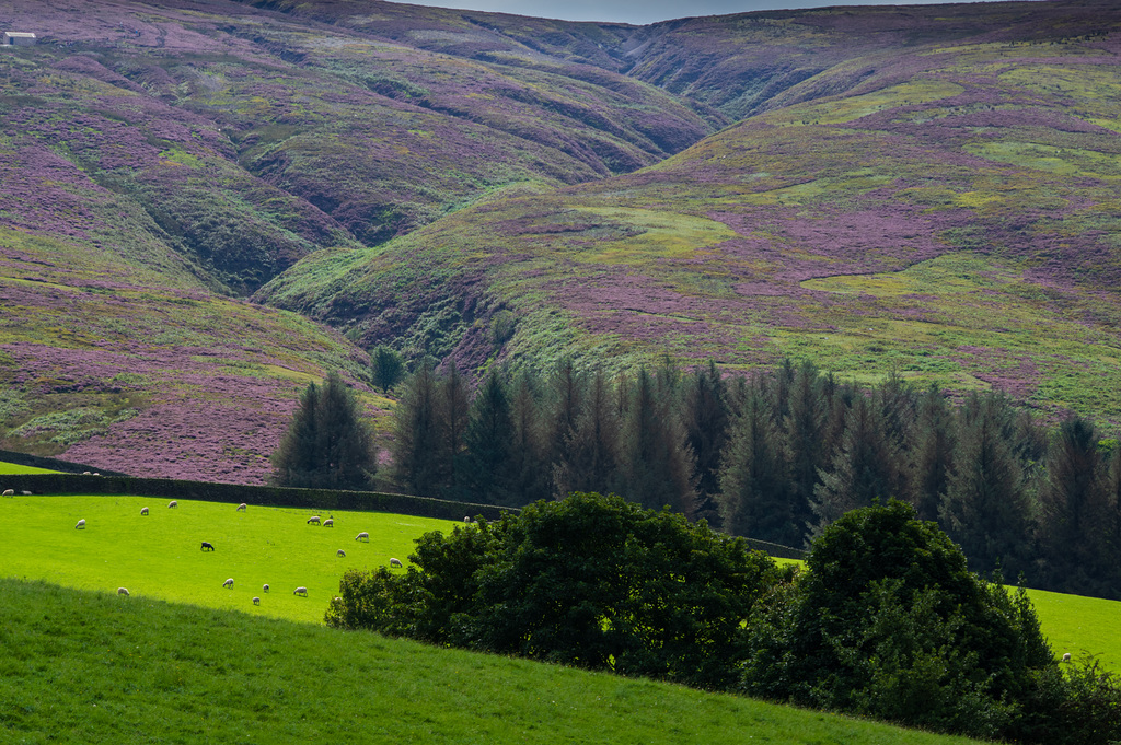 The Twitchlings and the open moorland