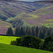 The Twitchlings and the open moorland