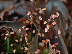 Moss spore capsules