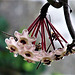 Hoya flower