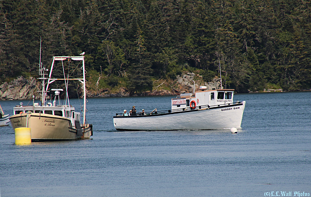 Gliding Into Lubec Harbor (1 of 3)