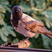 Alf - in der Abendsonne vor meinem Fenster (PiP).