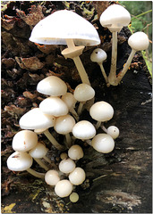 White Fungi
