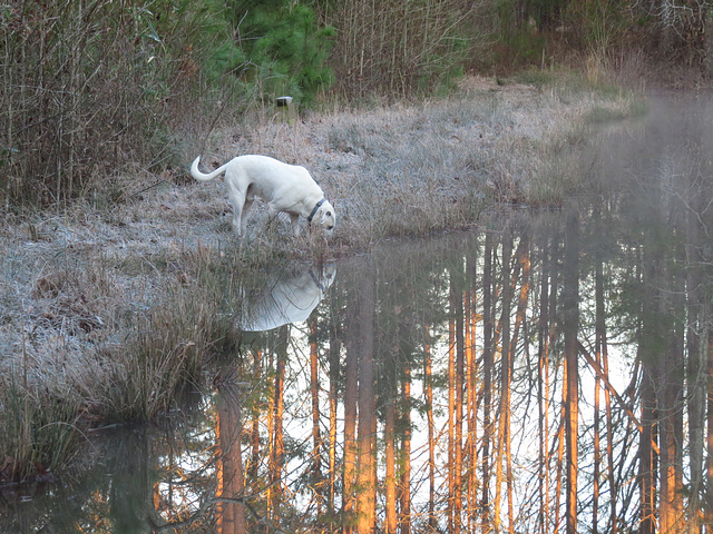 Branco by the pond