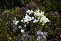 Flowers on Black Bluff