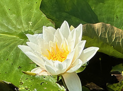 Teichrosen im Schlossgraben