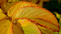 Un si bel automne...