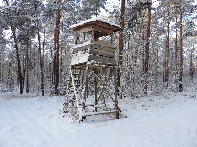 Hochstand in der Luckenwalder Heide