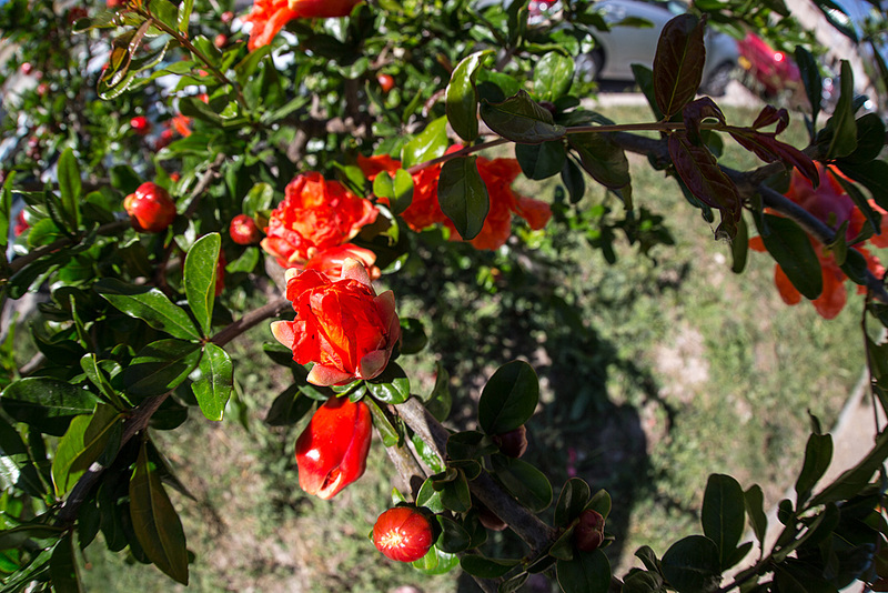 20150517 7855VRFw [F] Granatapfel (Punica granatum), Aiges Mortes, Camargue