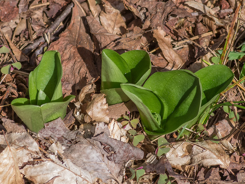 Galearis spectabilis (Showy Orchis)