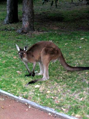 Faune australienne : Rencontre nocturne