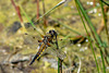 Four-spotted Chaser-DSA 6443