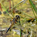 Four-spotted Chaser-DSA 6443