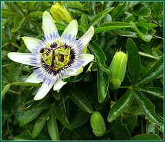Passion Flower, one more for Pam!