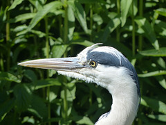 Grey Heron (2) - 21 May 2019