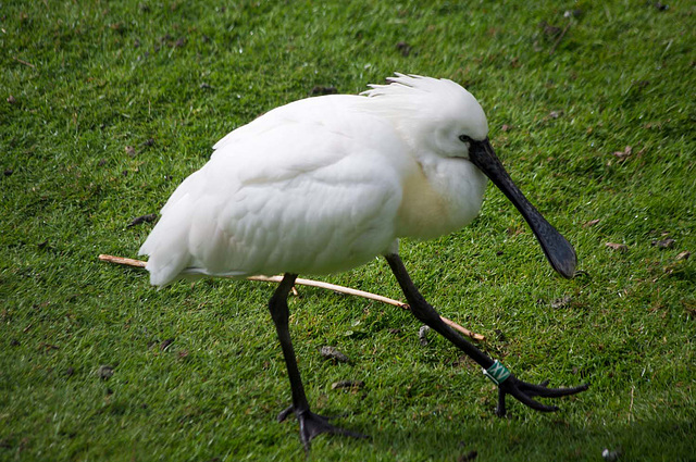 Spoonbill (2)