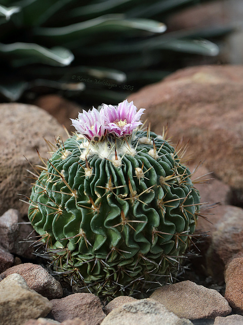 Stenocactus crispatus (Wilhelma)