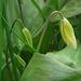 Dogstooth Viola buds