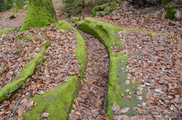 Le Wasenbourg près Niederbronn