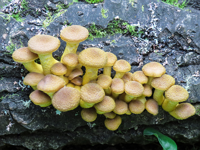 Honey mushrooms