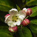 20210501 0133CPw [D~LIP] Apfelbaum (Cox Orangen-Renetter Malus), Bad Salzuflen