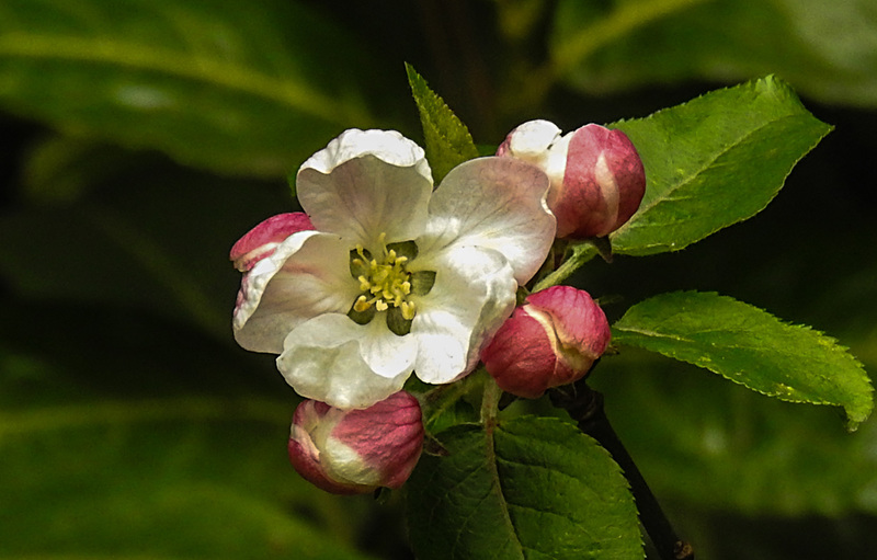 20210501 0133CPw [D~LIP] Apfelbaum (Cox Orangen-Renetter Malus), Bad Salzuflen