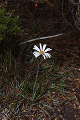 Mountain flower (Asteraceae)