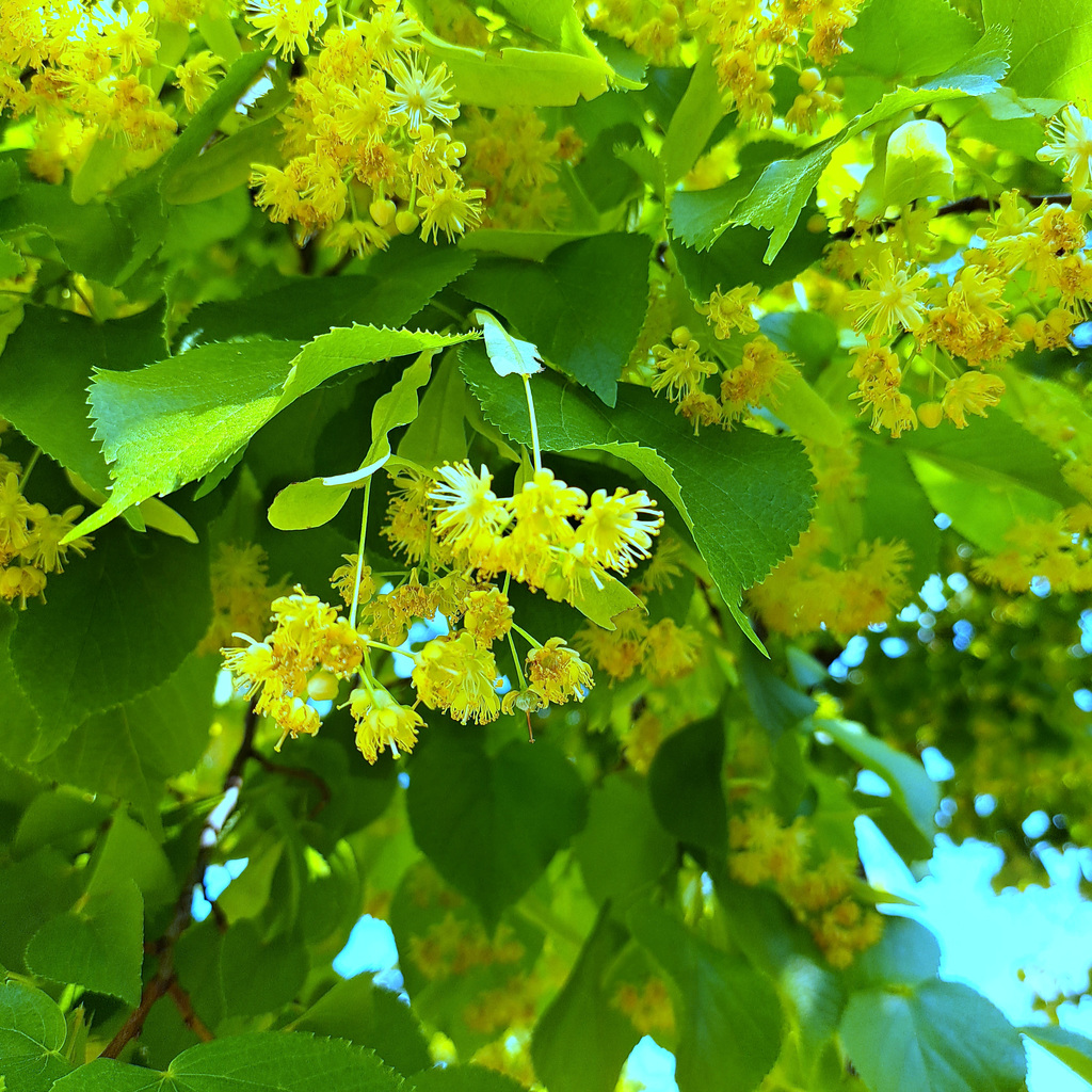 Linde (Tilia)