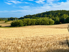 Ripening barley.