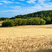 Ripening barley.