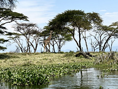 Grazing giraffe.