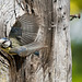 Around The Blue Tit Nest  14