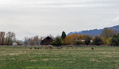 Surprise Valley CA deer (0871)