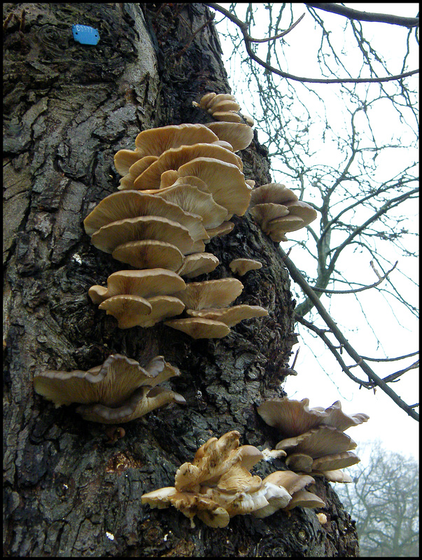 tree fungus