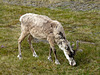 Reindeer at the North Cape