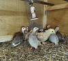 our guinea fowl keets