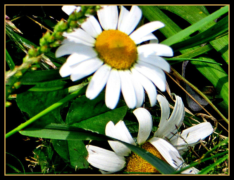 Daisies.