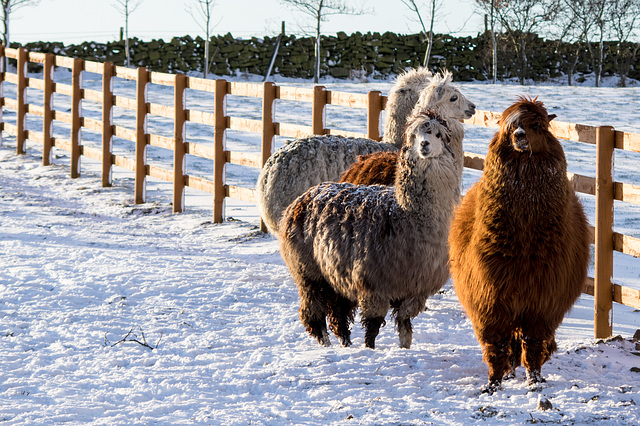 Alpacas with their winter coats on