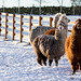 Alpacas with their winter coats on