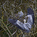 hérons cendrés au nid - parc aux oiseaux Villars les Dombes