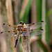 Four-spotted Chaser-DSA 6519